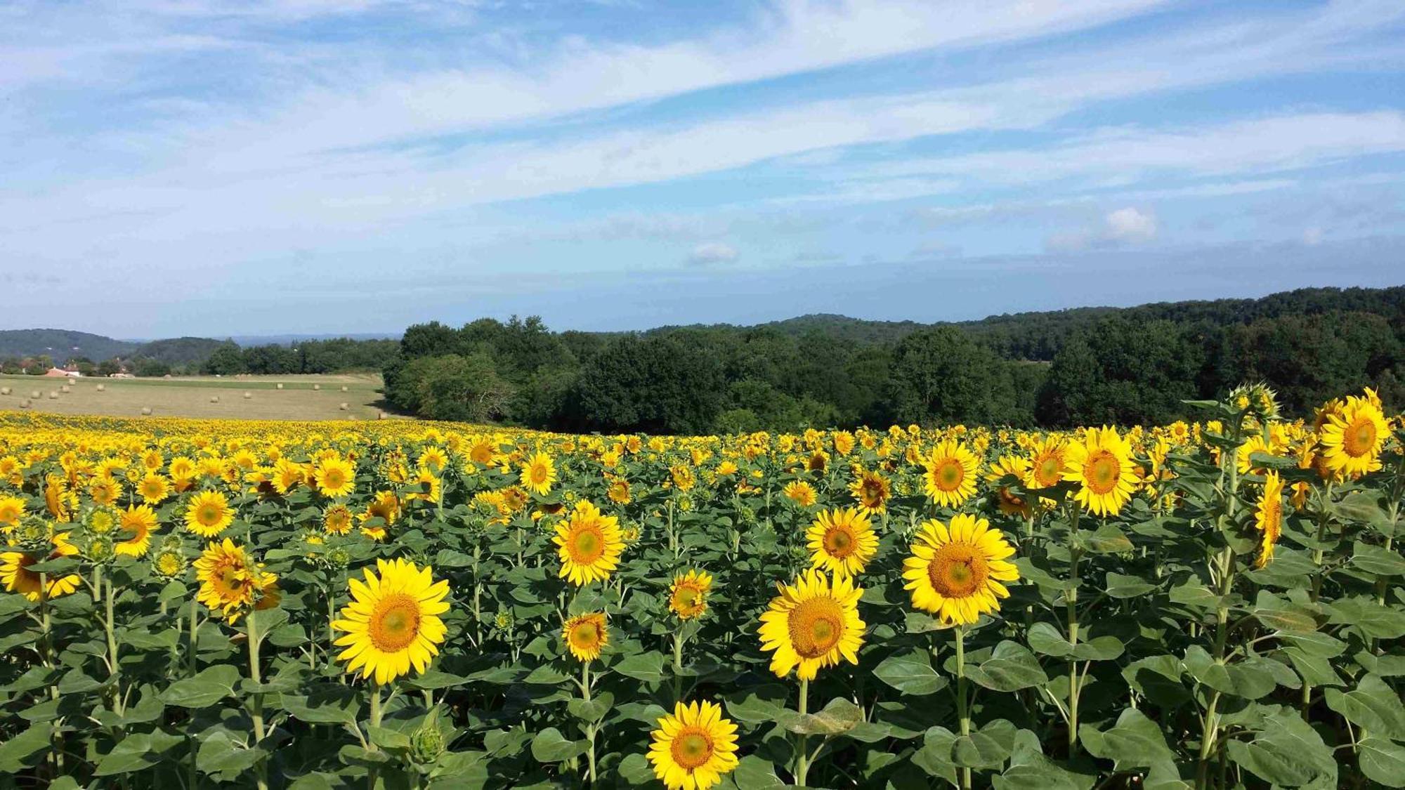 La Douce Dordogne Bed & Breakfast Coux-et-Bigaroque-Mouzens Exterior photo